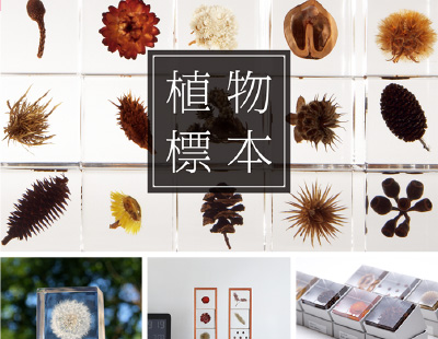 SOLA CUBE 植物標本